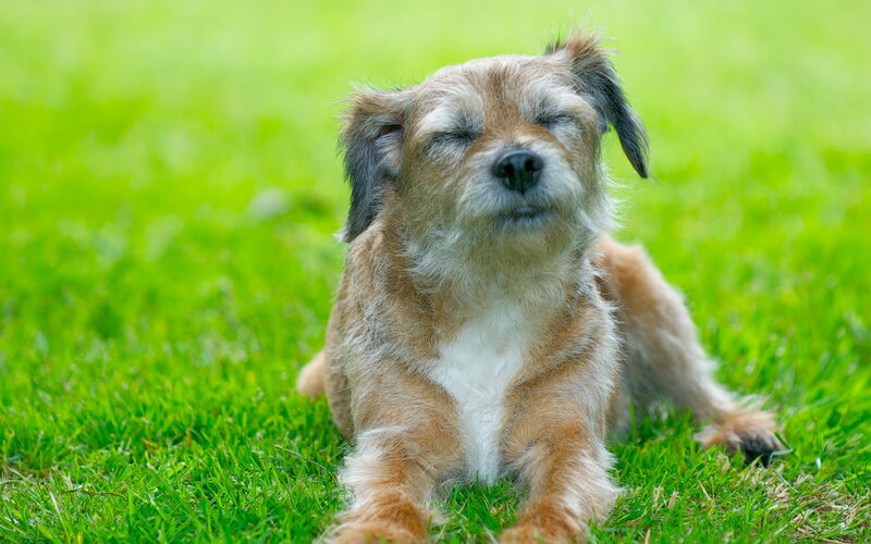 Small Dog on Grass — Green, Calm