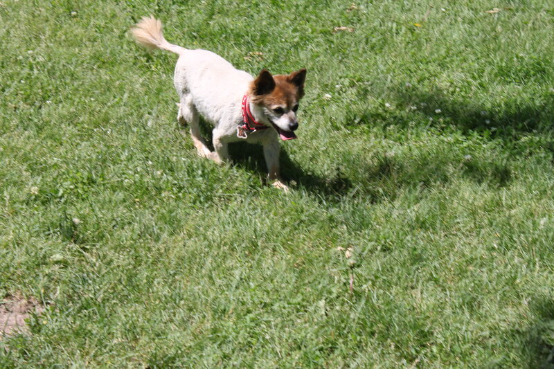 Small Dog on Grass — Green