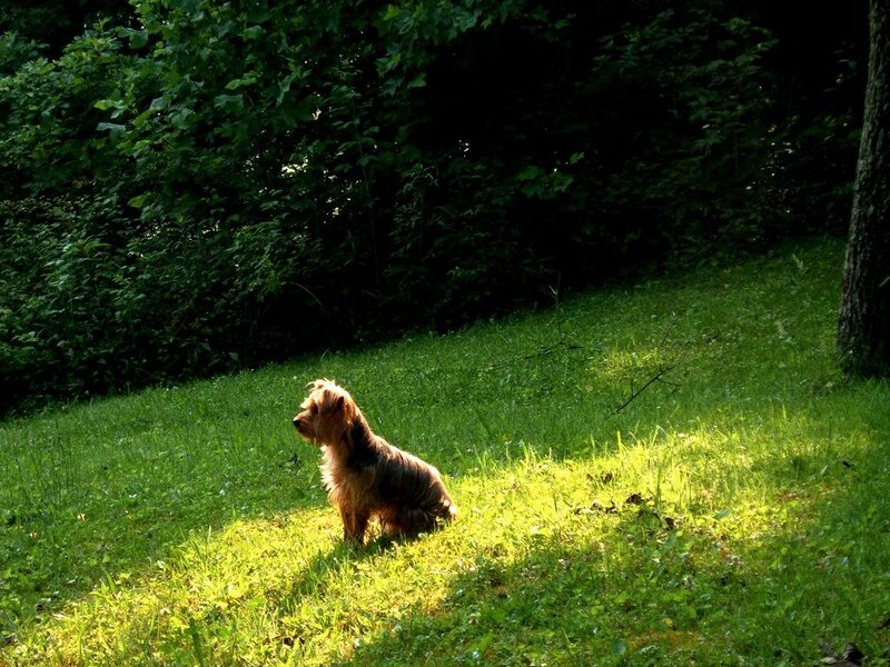 Small Dog on Grass