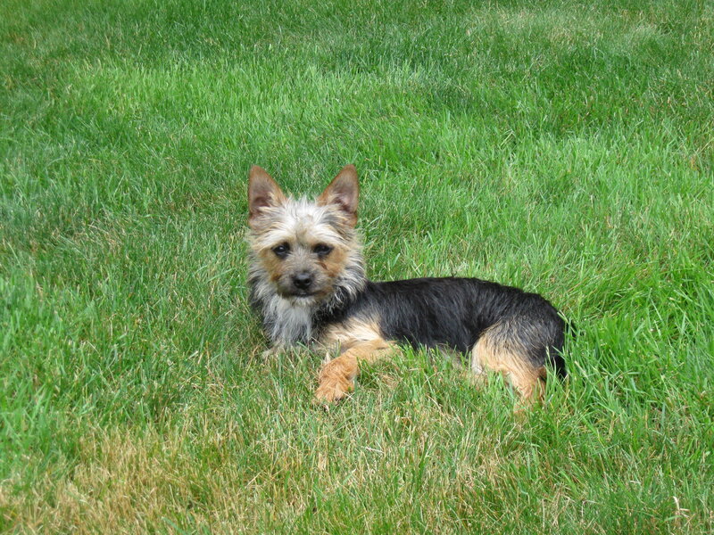small dog on green grass