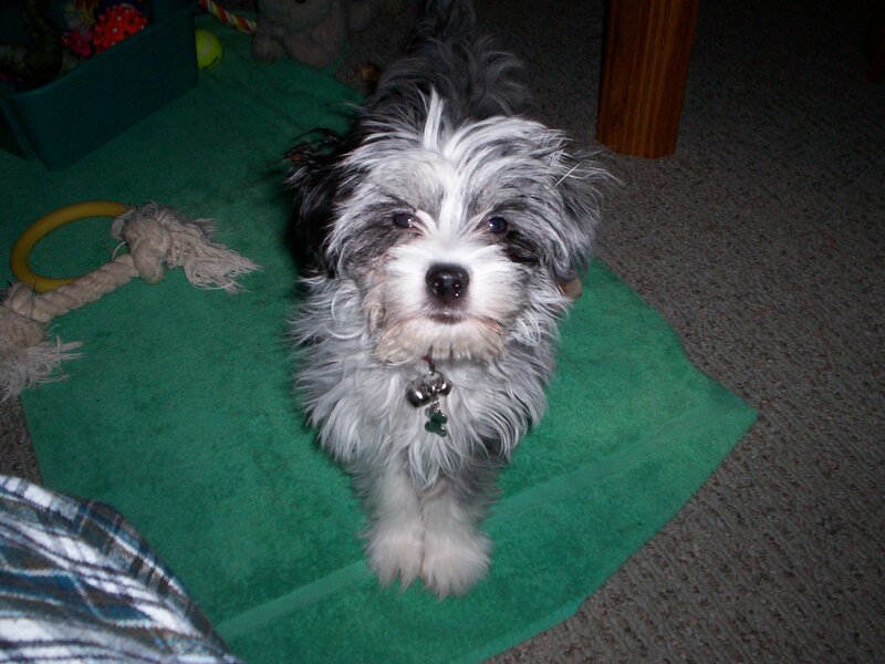 small dog on green mat