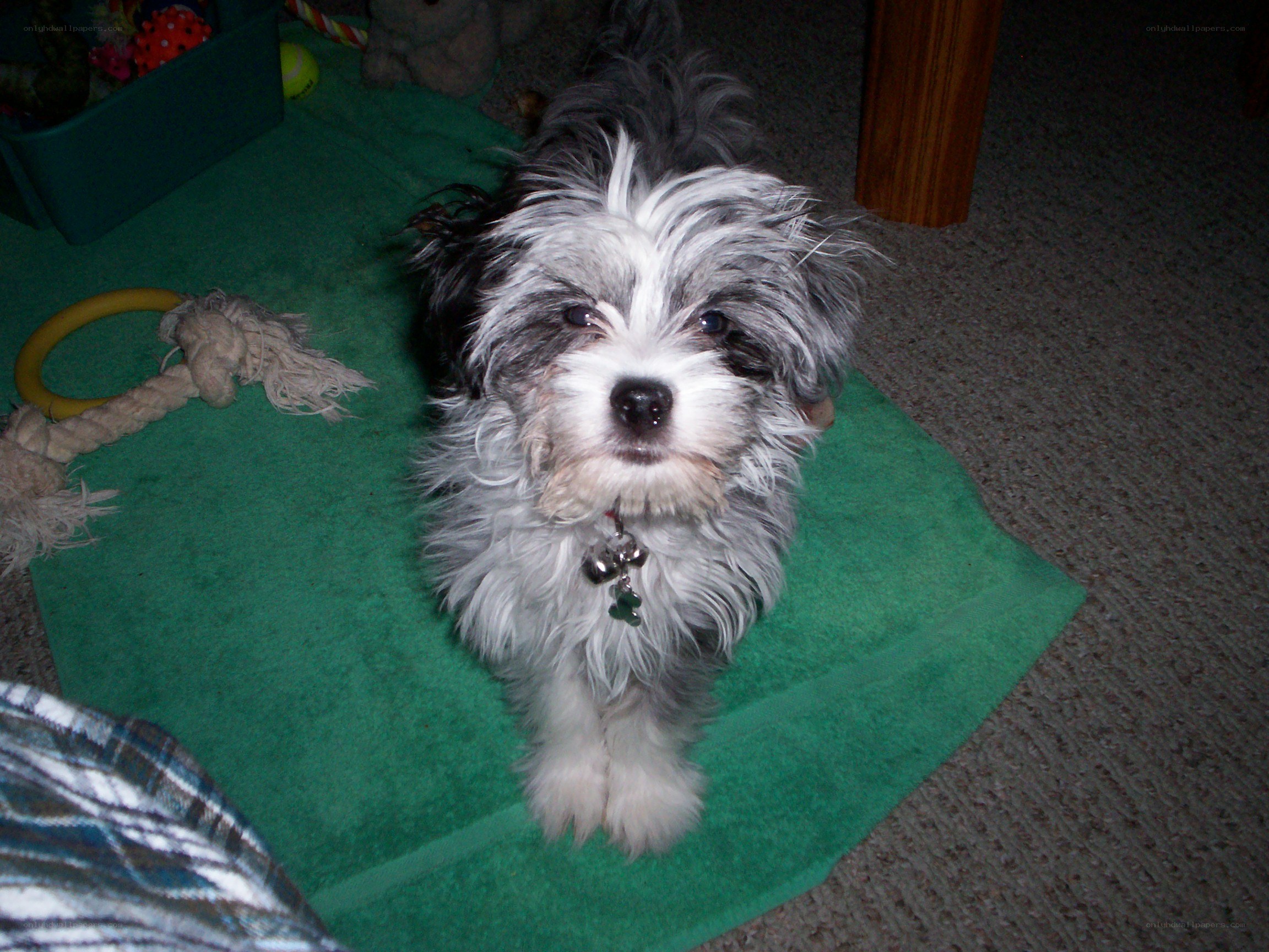 small dog on green mat