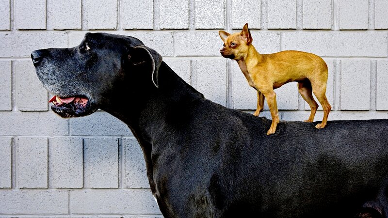 Small Dog on Large Dog