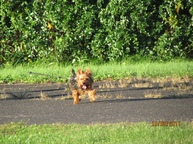 Small Dog on Leash