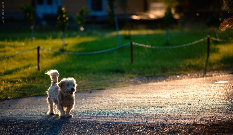 Small Dog on Pavement