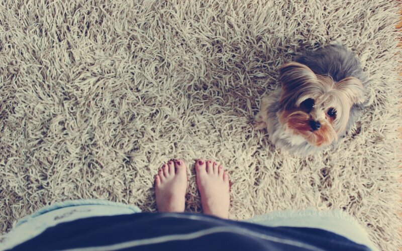 Small Dog on Rug
