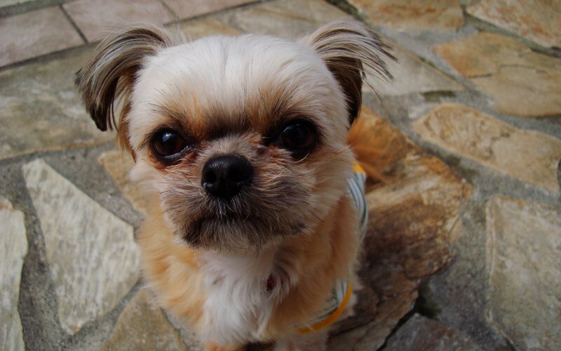 Small Dog on Stone