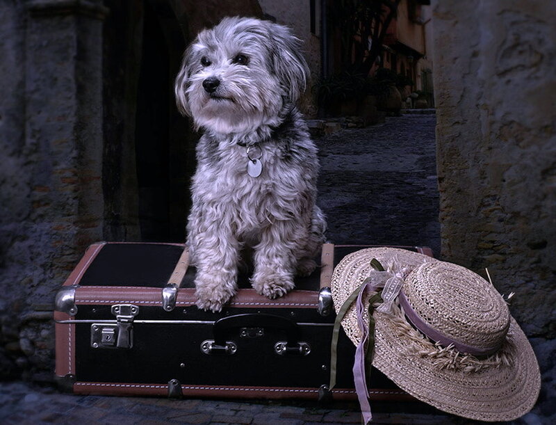 Small Dog on Suitcase