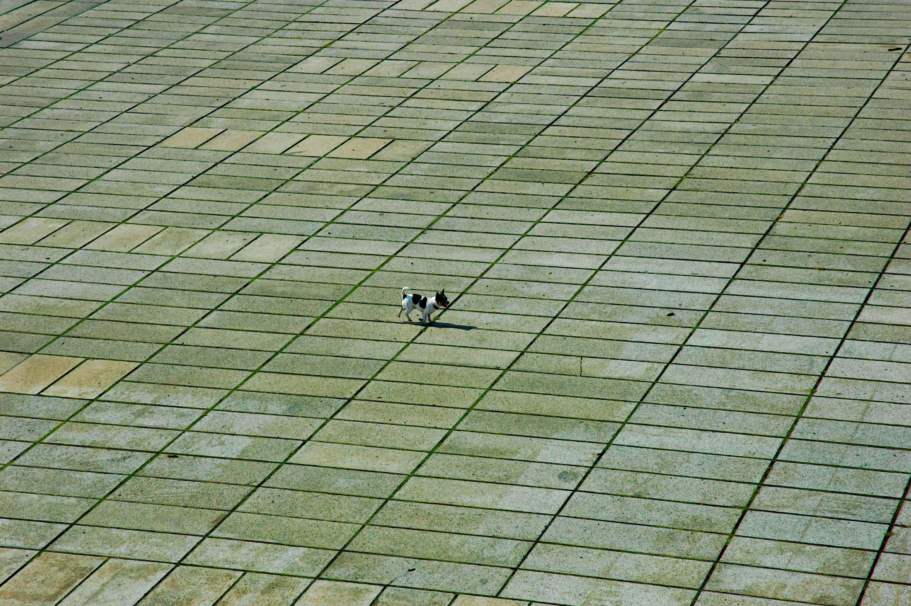 Small dog on tiled pavement