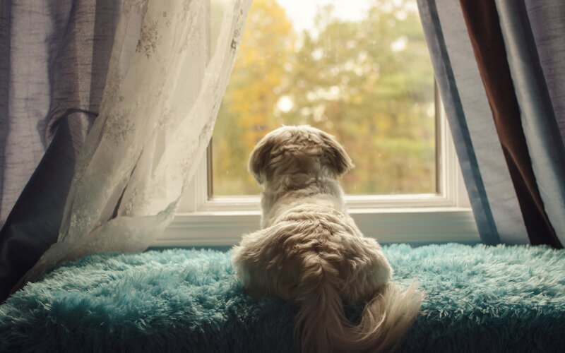 Small Dog on Windowsill
