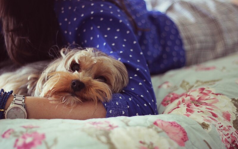 Small Dog Resting on Arm