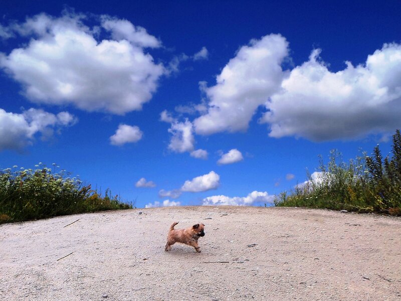 Small Dog Running — Blue