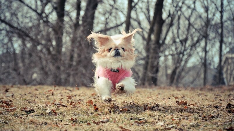 Small Dog Running — Brown, Active