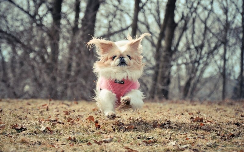 Small Dog Running — Brown