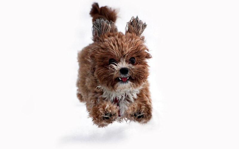 small dog running in snow