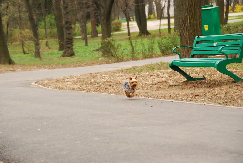 Small Dog Running on Path