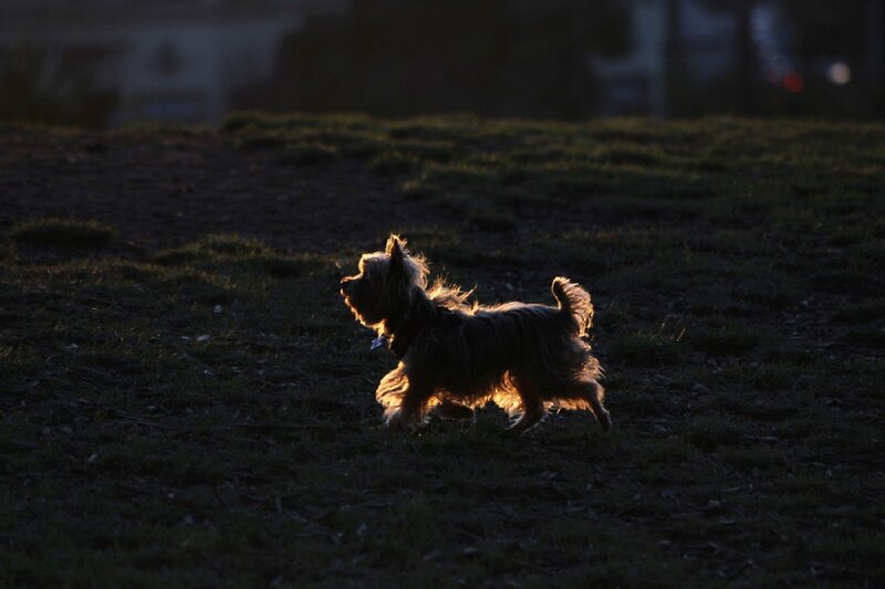 Small Dog Running