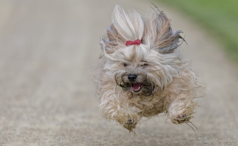 Small Dog Running — White, Active
