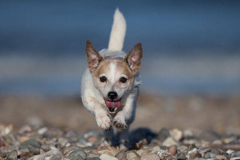 Small Dog Running — White