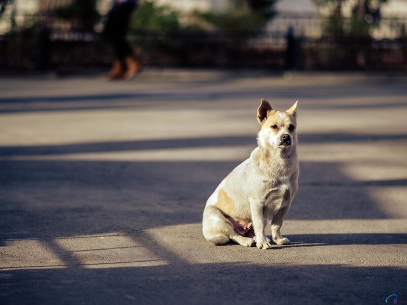 Small Dog Sitting on Pavement — Beige