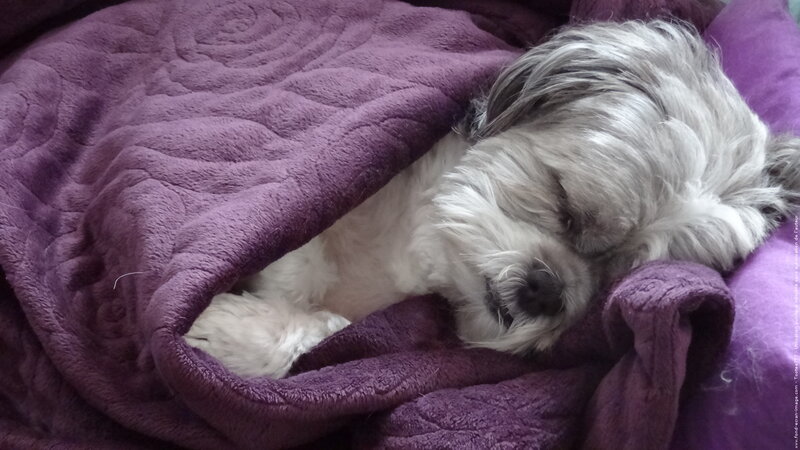 Small Dog Sleeping