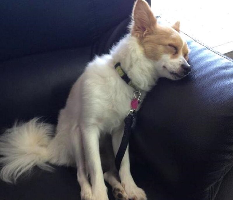 Small Dog Sleeping — White, Peaceful