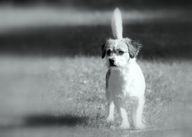 Small Dog Standing