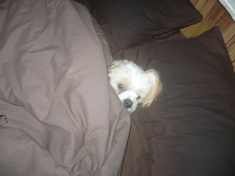 Small Dog under Blanket