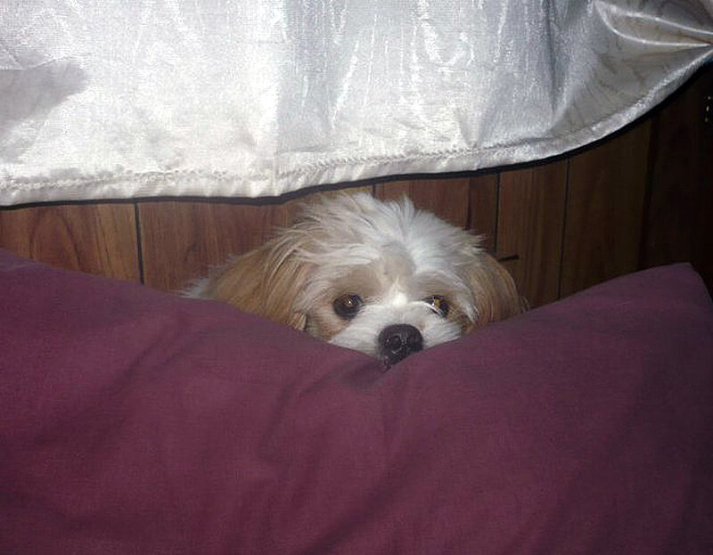 Small Dog under Blanket — White
