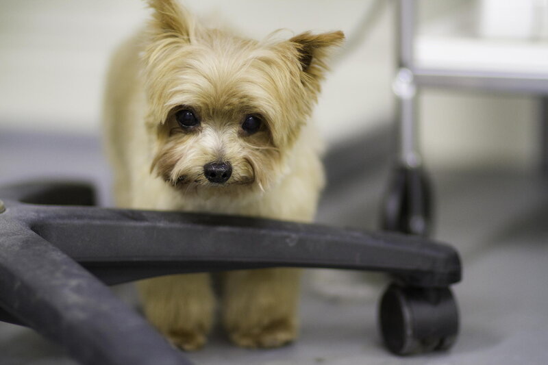 Small Dog under Chair
