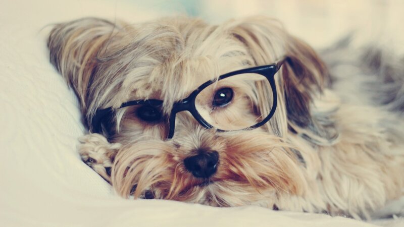 Small Dog Wearing Glasses