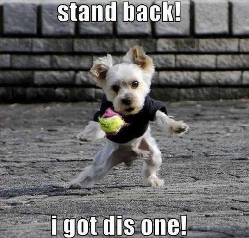 Small Dog with Ball