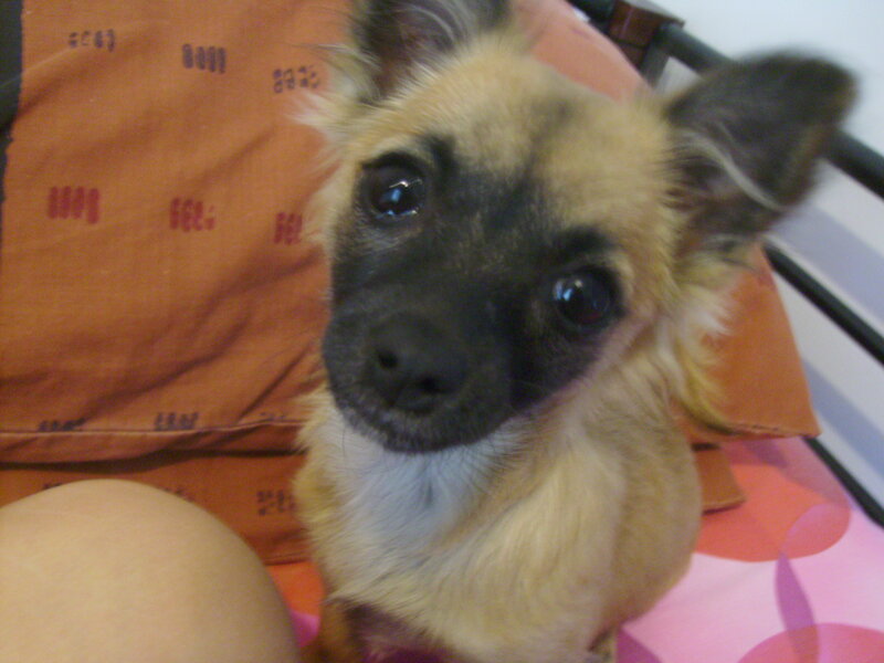 Small Dog with Black Face