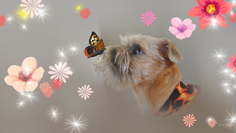 Small Dog with Butterfly
