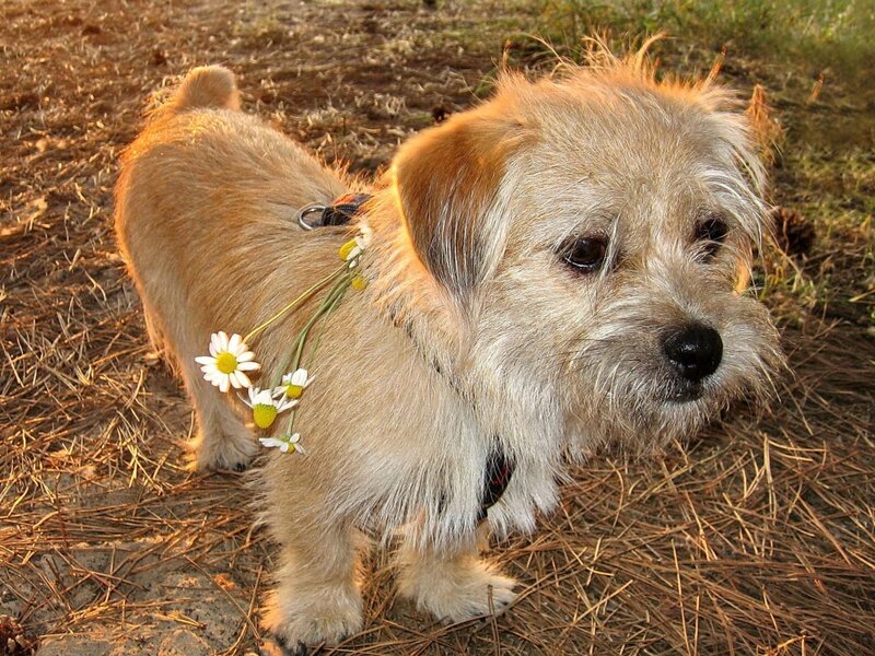 Small Dog with Daisies