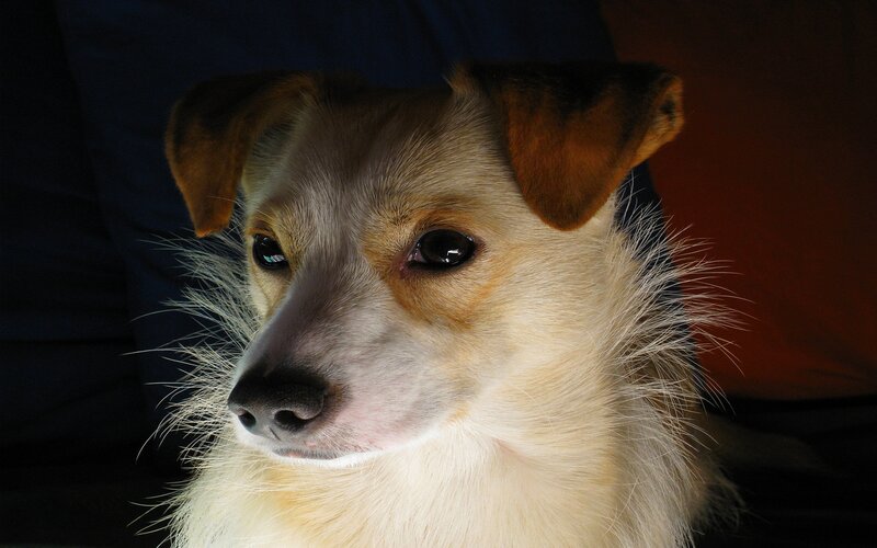 Small Dog with Floppy Ears