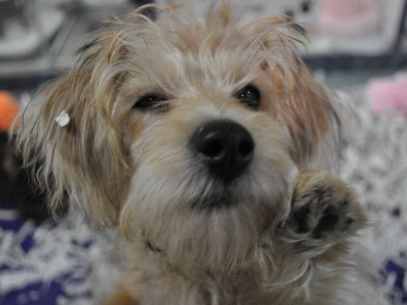 Small Dog with Fluffy Fur
