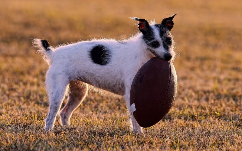 Small Dog with Football