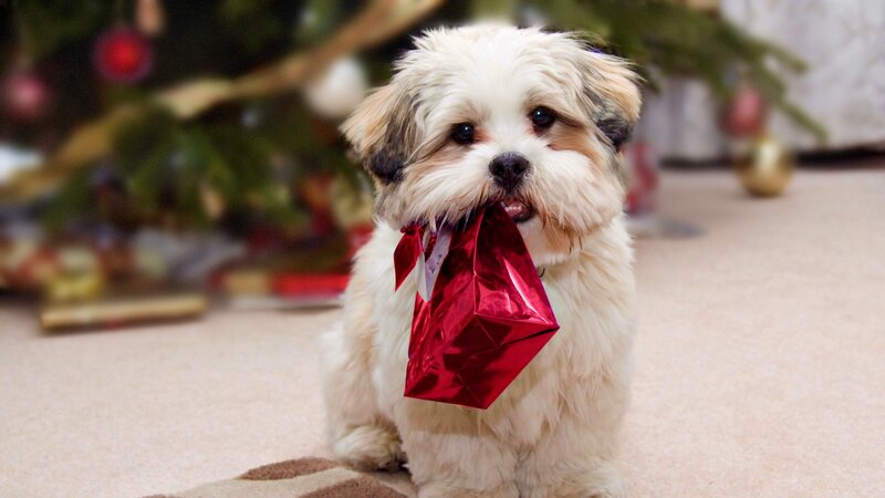 Small Dog with Gift