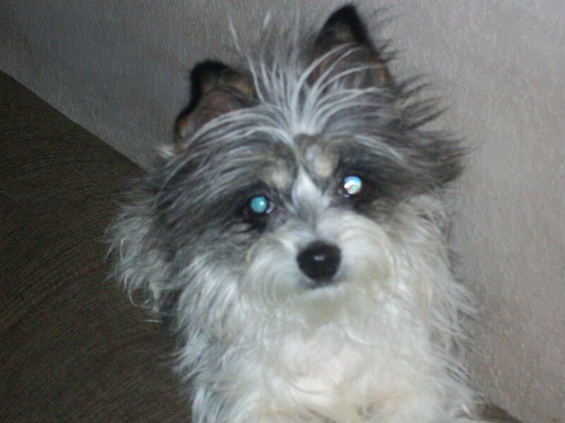 Small Dog with Gray and White Fur