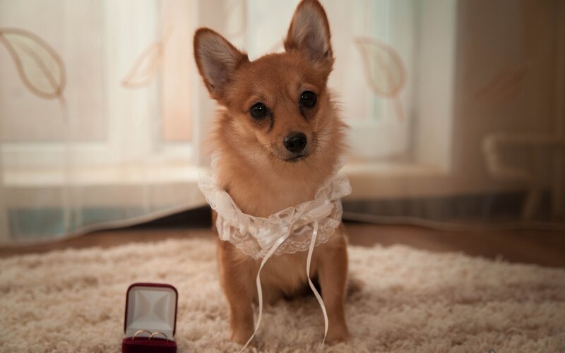 Small Dog with Lace Collar