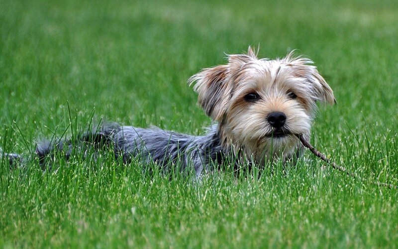 Small Dog with Stick — Green