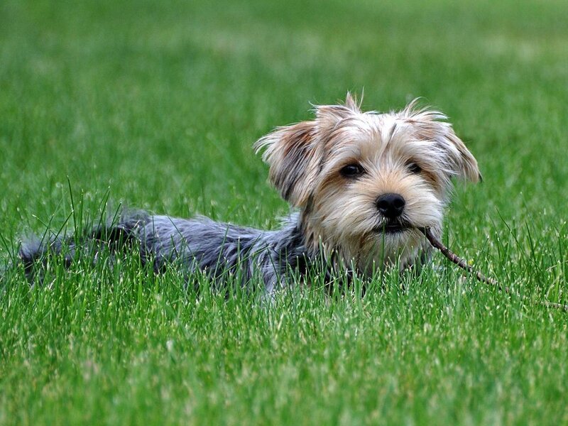 Small Dog with Stick