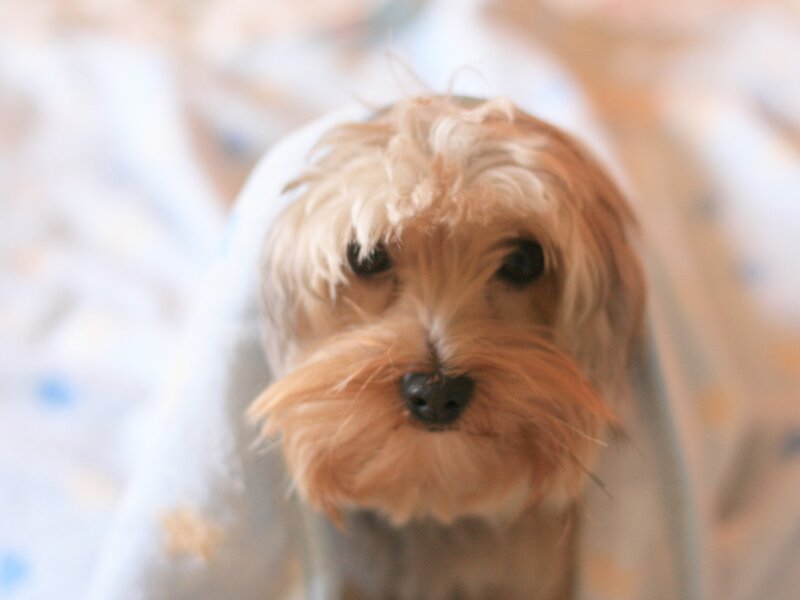 Small Dog Wrapped in Blanket — Brown