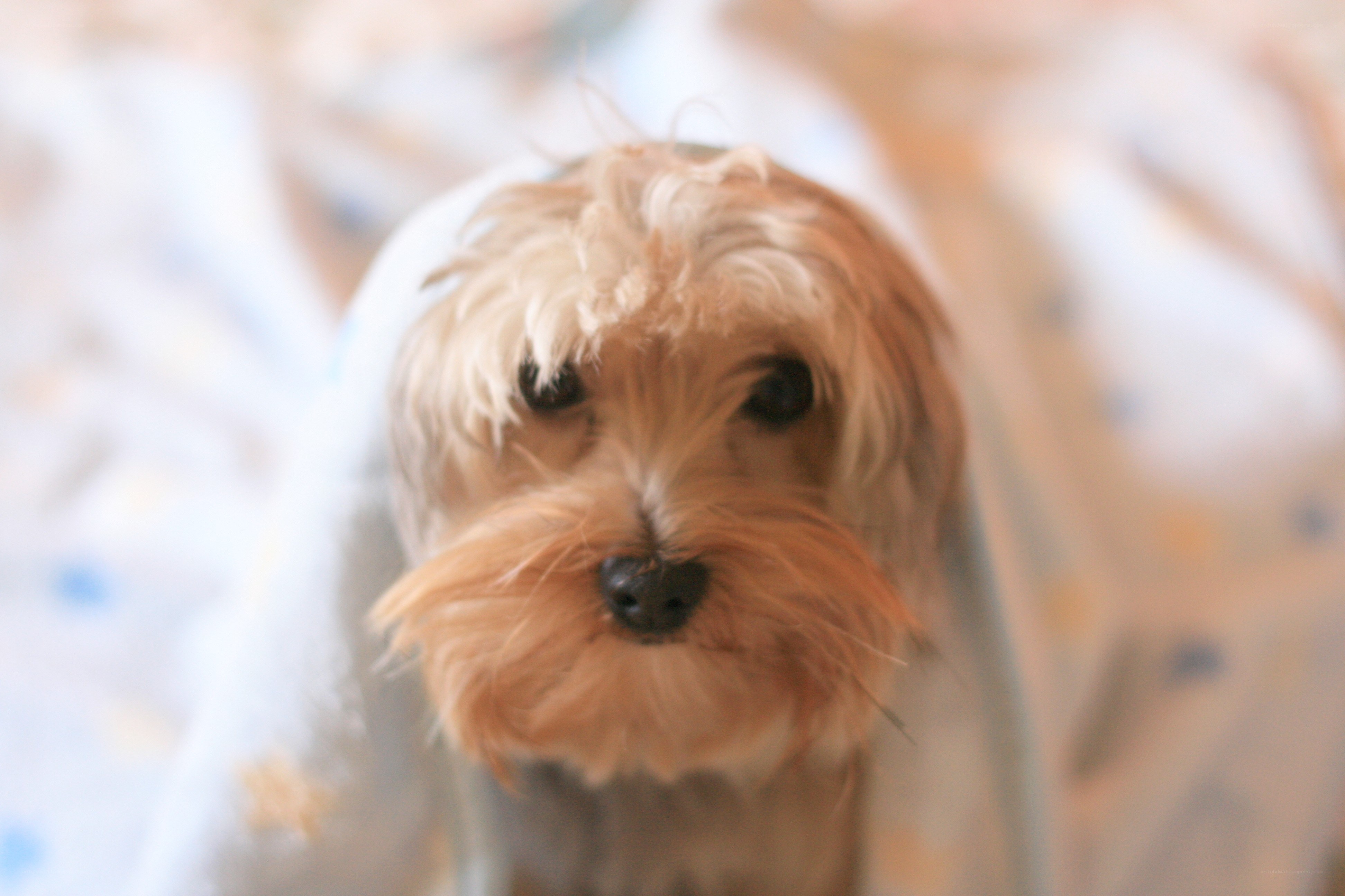 small dog wrapped in blanket