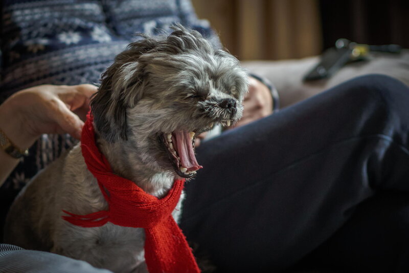 Small Dog Yawning