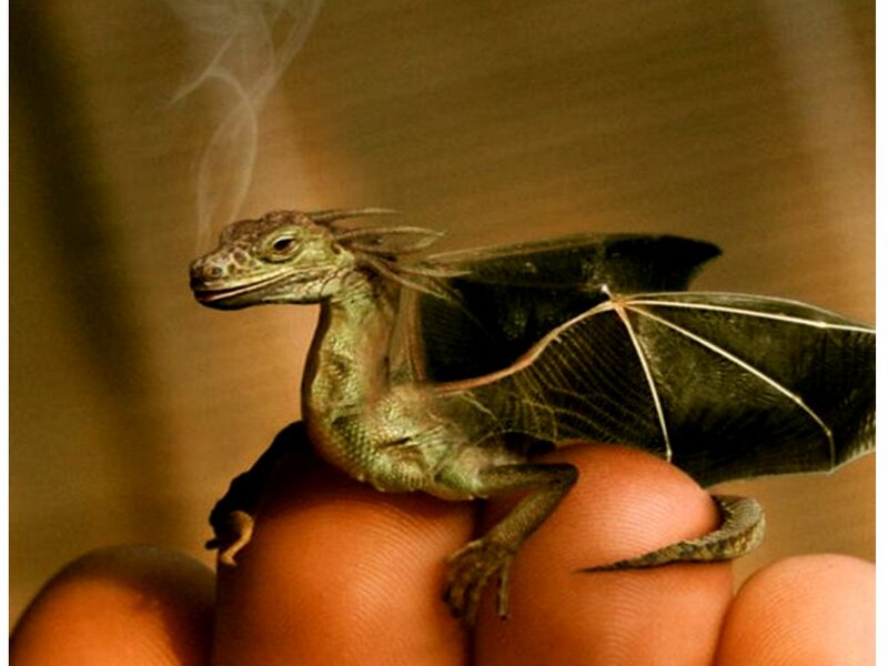 Small Dragon on Finger