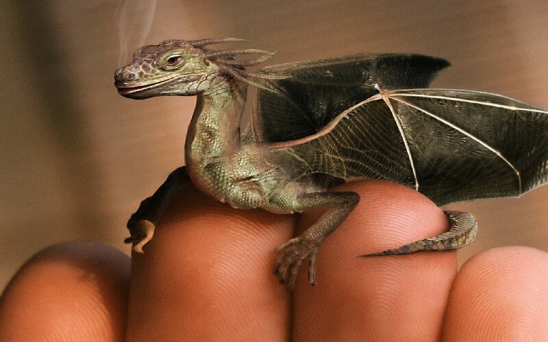 Small Dragon on Fingers