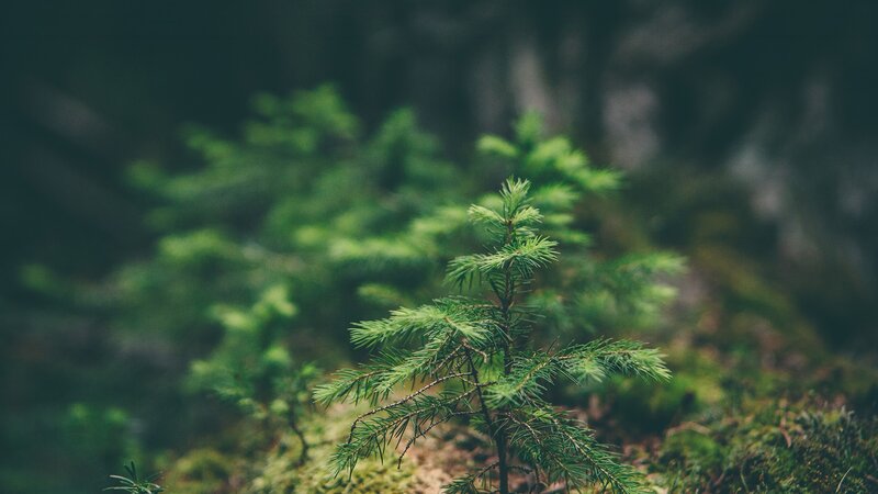 Small Evergreen Sapling — Green