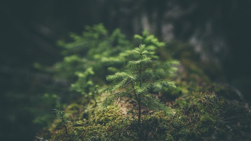 Small Evergreen Sapling